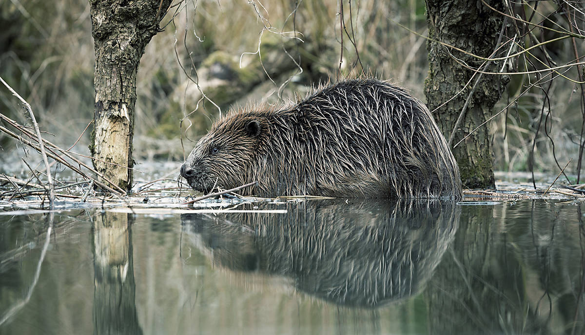 Fotoquelle: Arco Images / Minden Pictures
