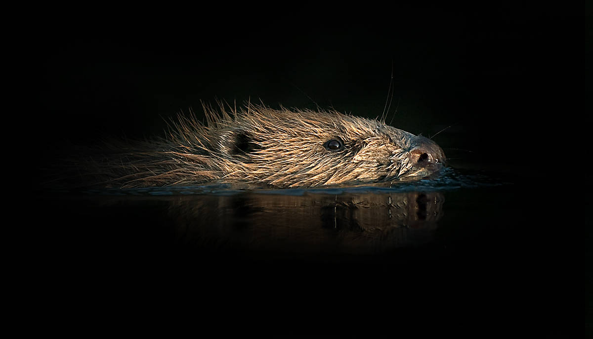 Biber
Fotoquelle: Pete Cairns / naturepl.com