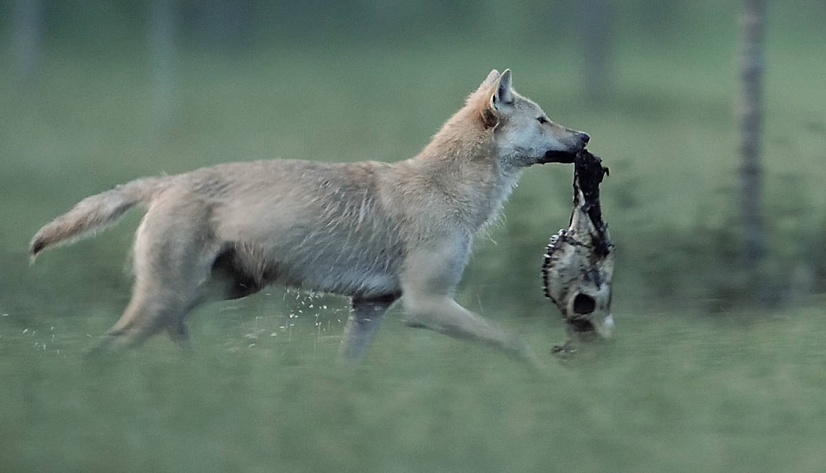 lebensweise_nahrung_steckbrief_wolf_lebensweise_nahrung_teaser_m