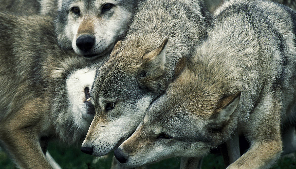 lebensweise_sozialverhalten_steckbrief_wolf_lebensweise_sozialverhalten_teaser_m