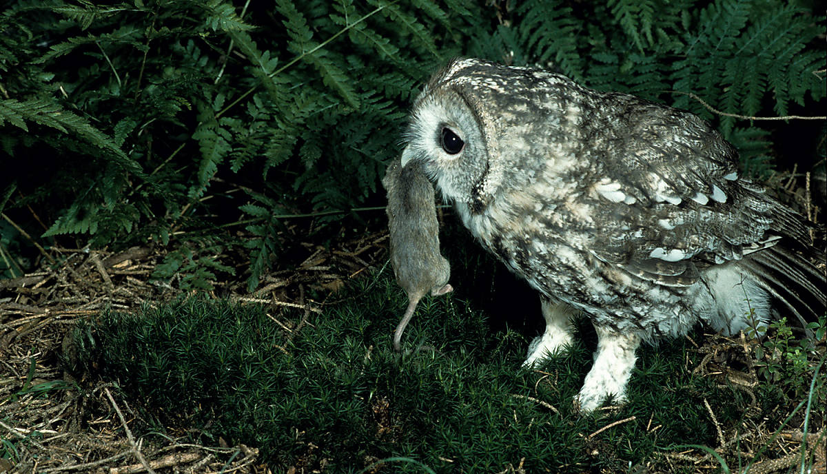 lebensweise_nahrung_steckbrief_waldkauz_lebensweise_darf-es-ein-regenwurm-sein