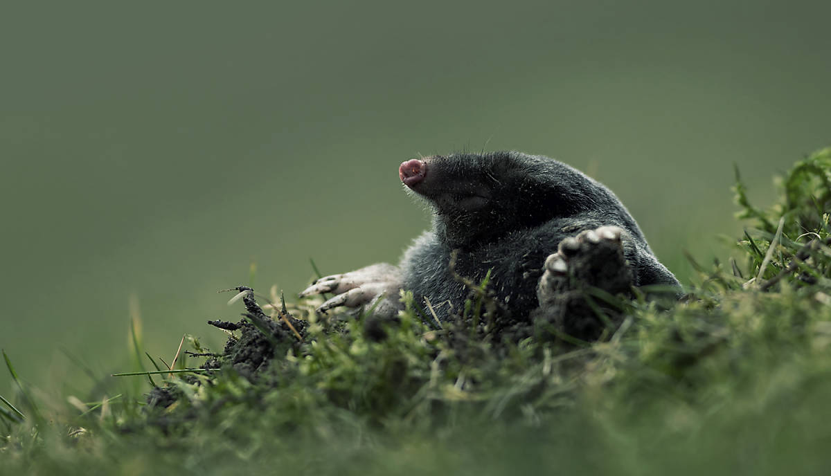lebensweise_fortpflanzung_steckbrief_maulwurf_lebensweise_fortpflanzung