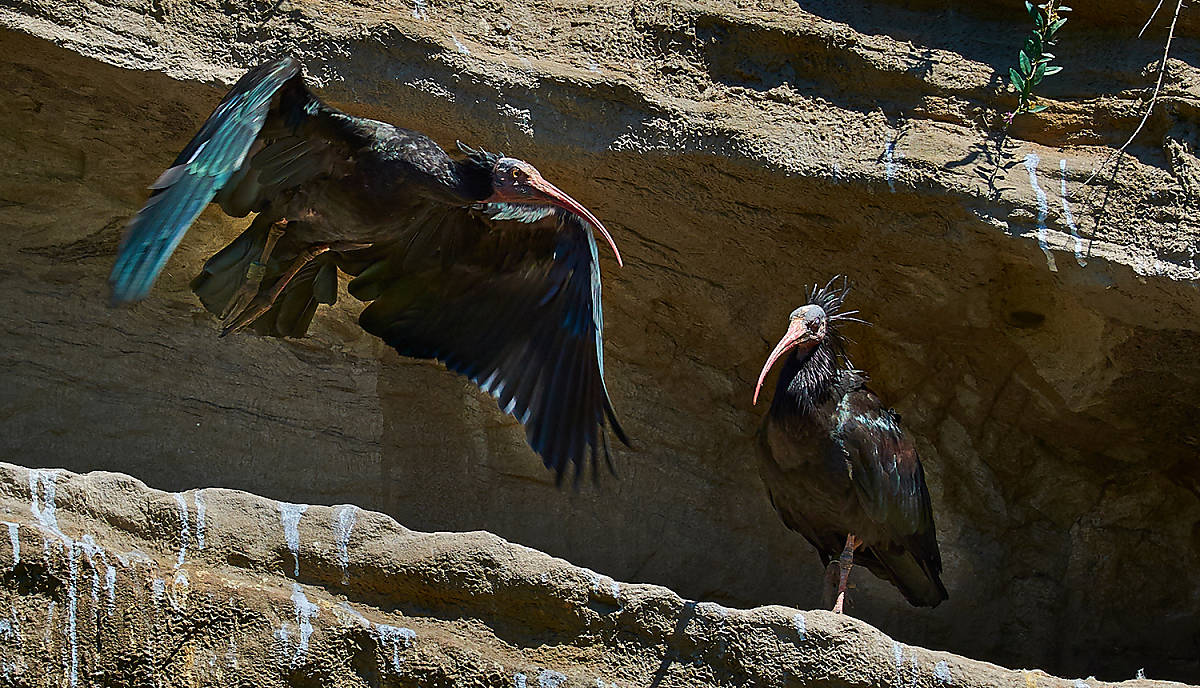 Zwei Waldrappe in Felsnische,
© Jana Vodickova/Shutterstock