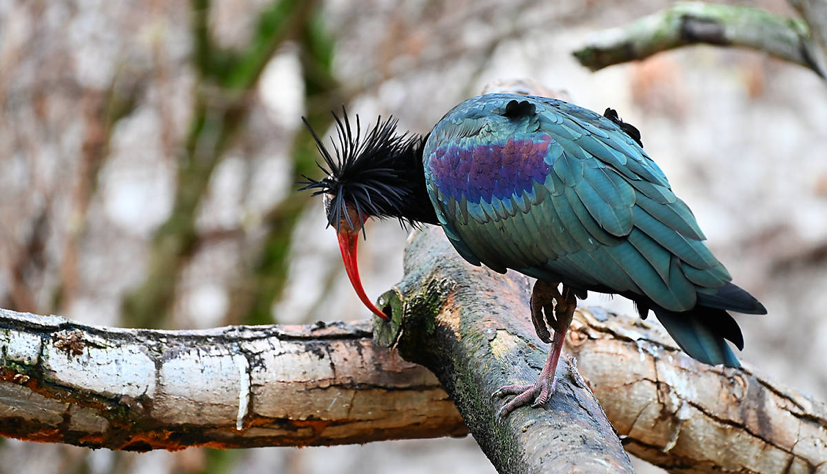 Waldrapp auf Futtersuche,
© SuperPapero/Shutterstock