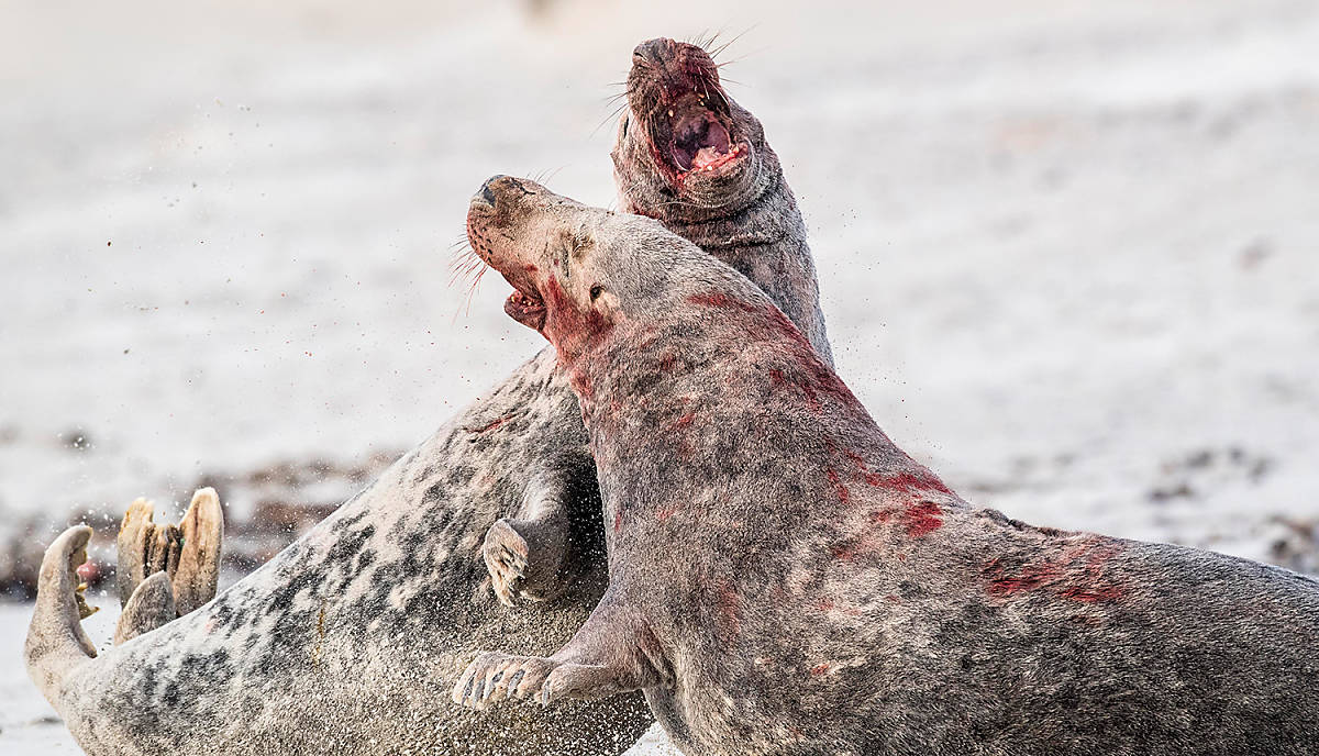 Zwei Kegelrobben kämpfen miteinander,
© Robert Haasmann/imageBROKER.com