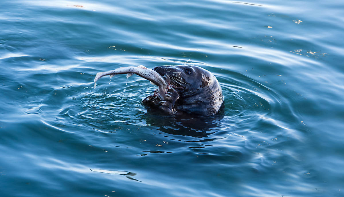 Kegelrobbe frisst frisch gefangenen Fisch,
Dawid Kalisinski Photography – stock.adobe.com