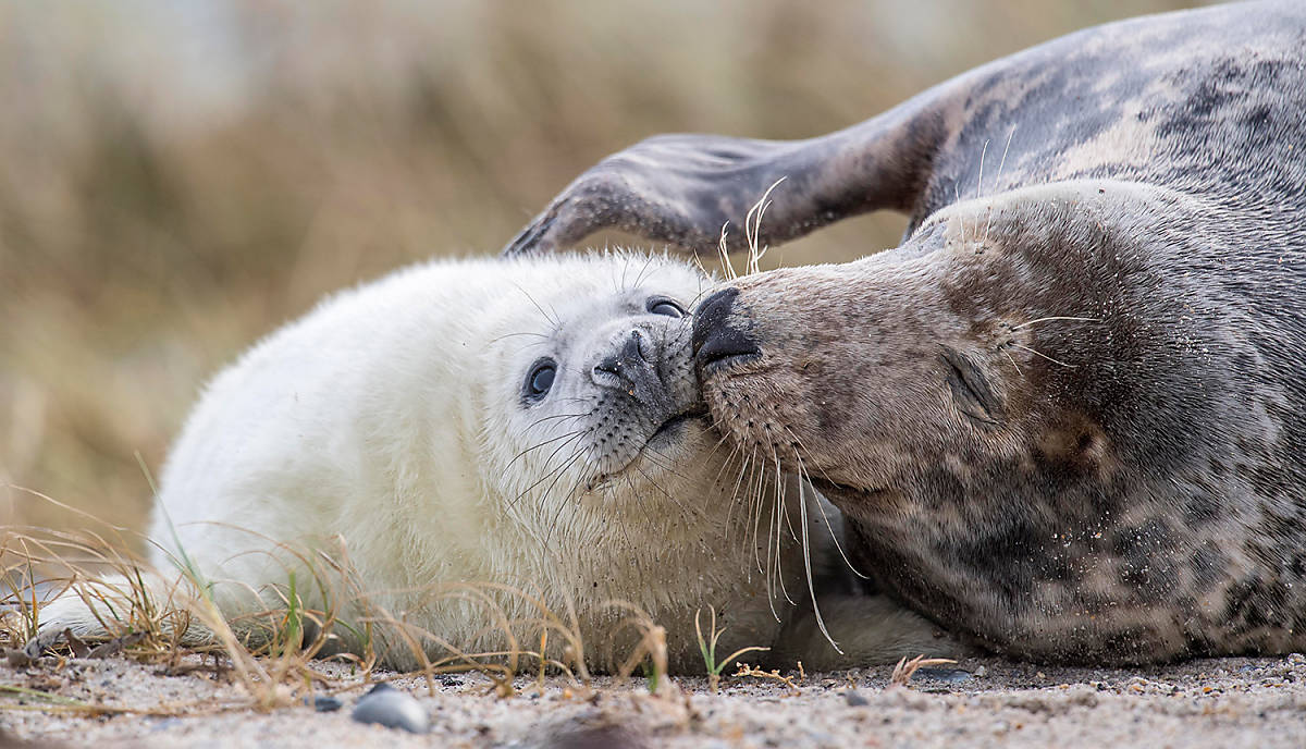 Kegelrobbe bei der Jungenaufzucht,
© Robert Haasmann/imageBROKER.com