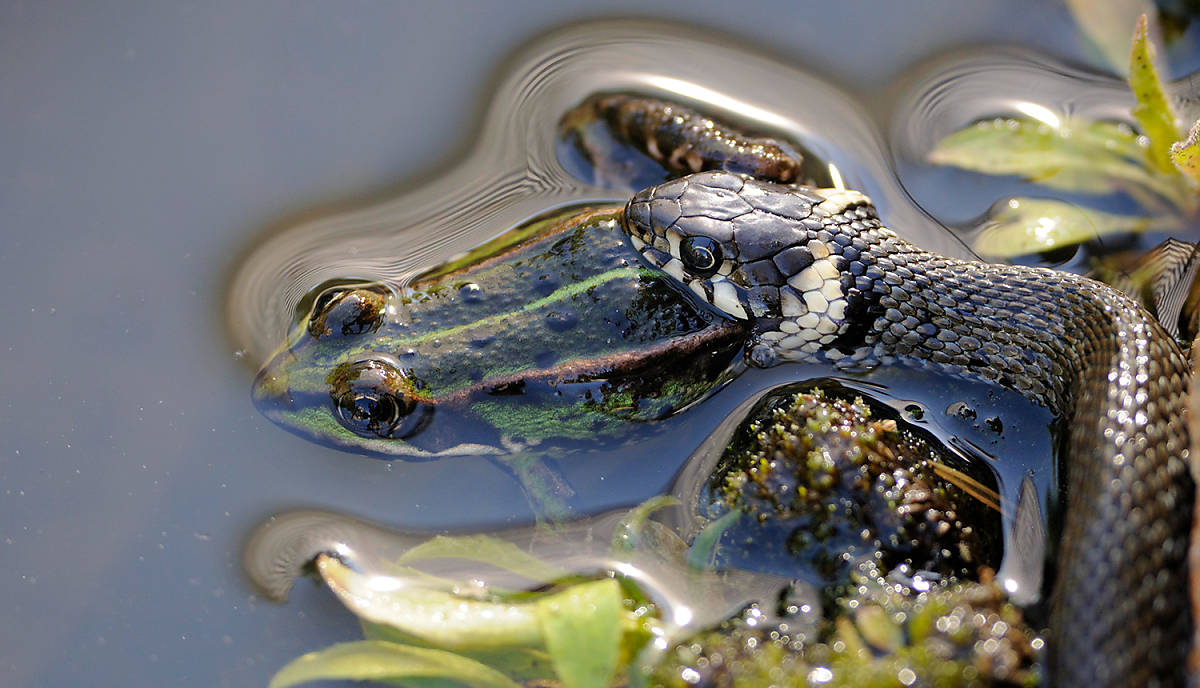 Ringelnatter erbeutet Teichfrosch,
© imageBROKER.com / Kevin Prönnecke