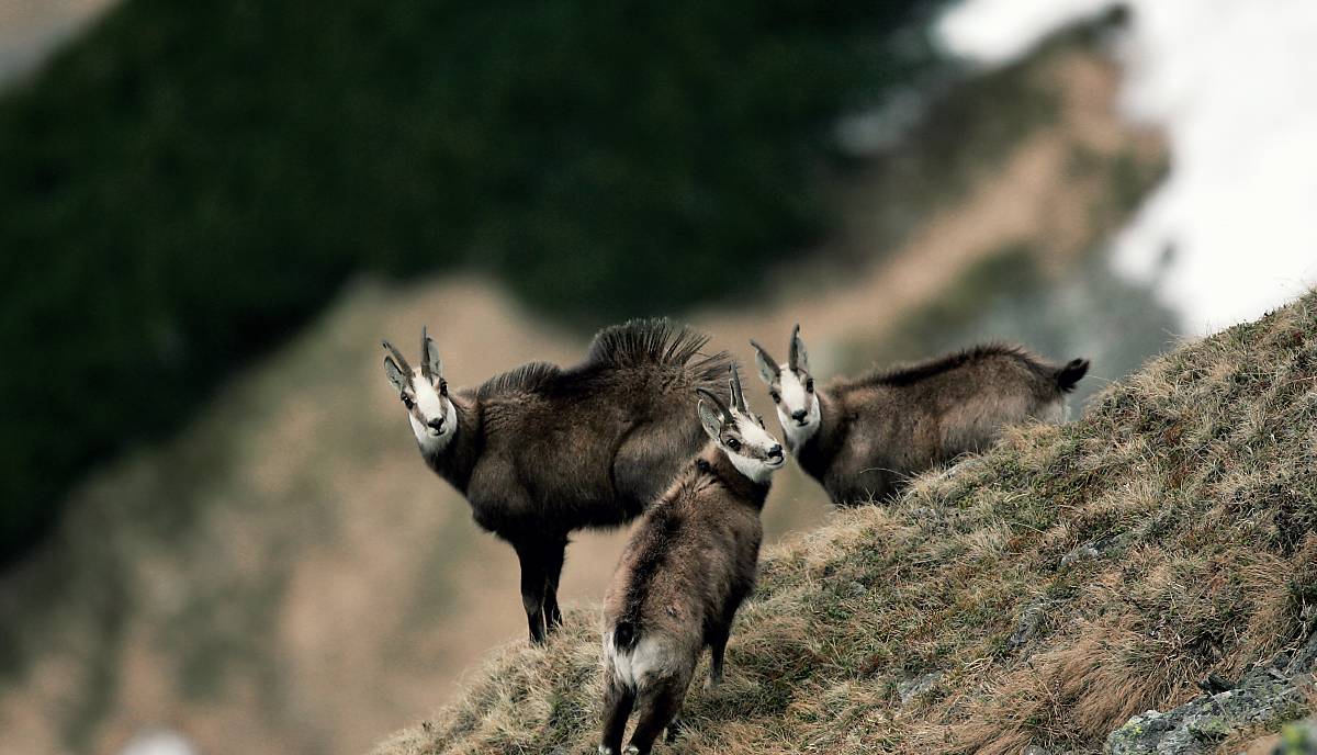 Gämsen auf einer Felskuppe