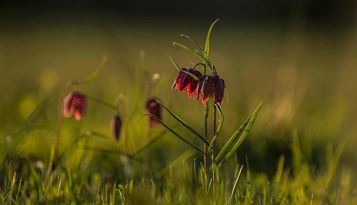 feuchtwiese-schachblumen-copyright-jan-haft