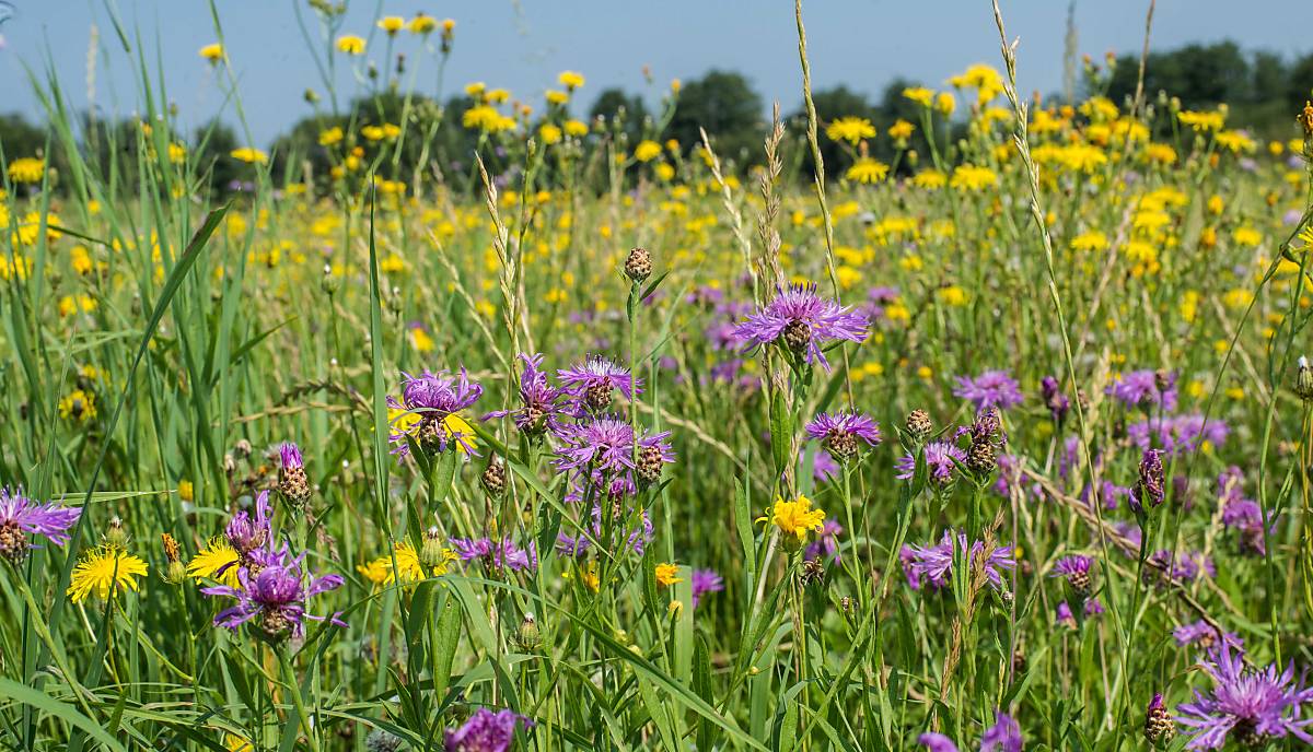 flockenblume-und-pippau-copyright-jan-haft