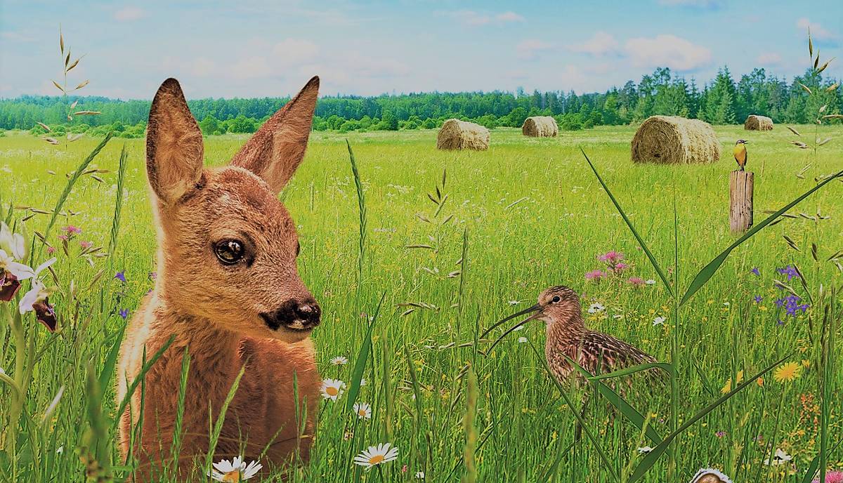 Film Die Wiese - Ein Paradies nebenan