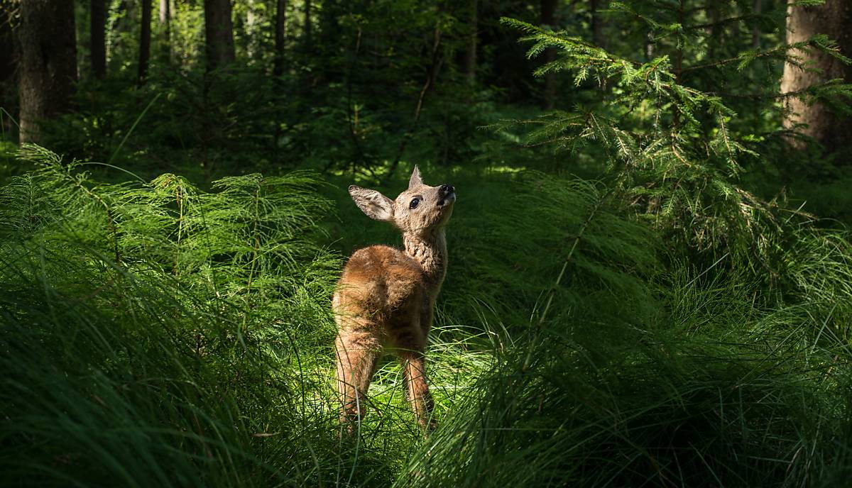 bambi-im-maerchenwald-copyright-nautilusfilm-4