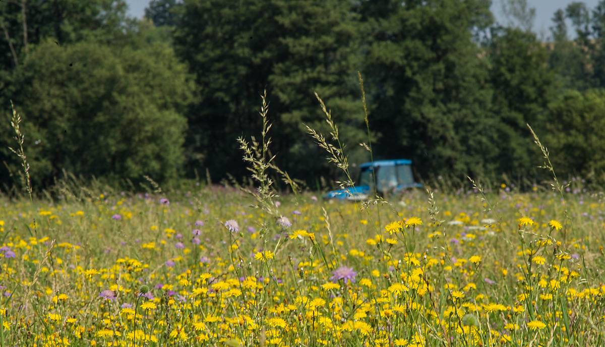 mahd-pippauwiese-copyright-jan-haft