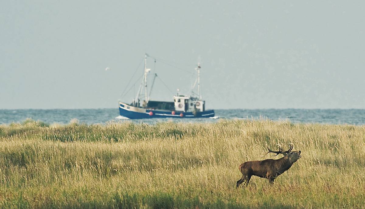 Hirsch vor einem Schiff