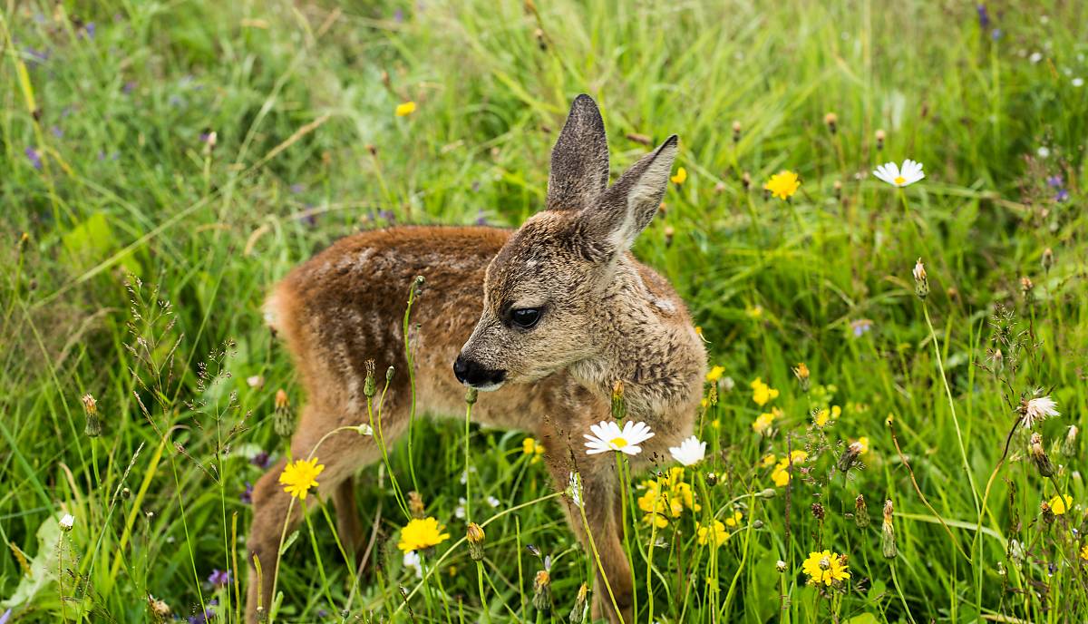 bambi-in-blumenwiese-copyright-nautilusfilm-6