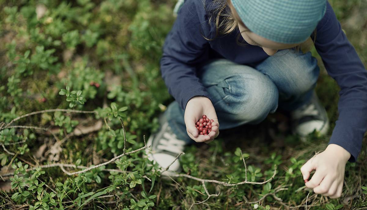 Kind sammelt Beeren