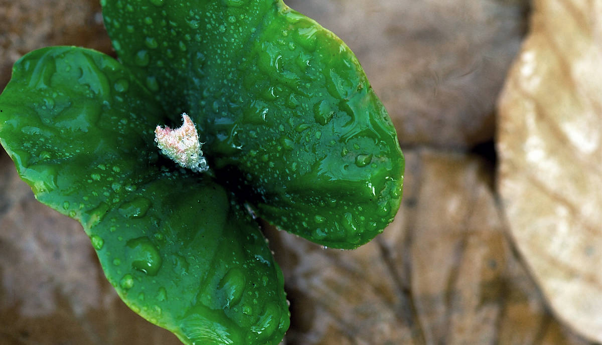 Spenden Deutsche Wildtier Stiftung