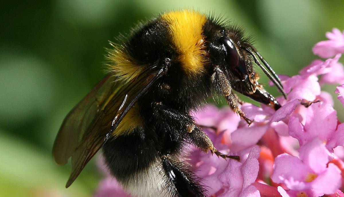 Eine Gartenhummel auf einer Blüte