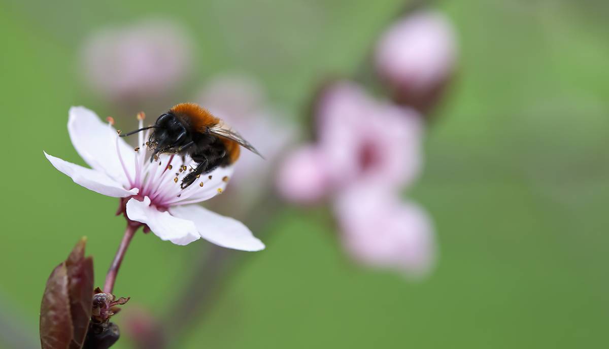 Eine Wildbiene auf einer Kirschblüte