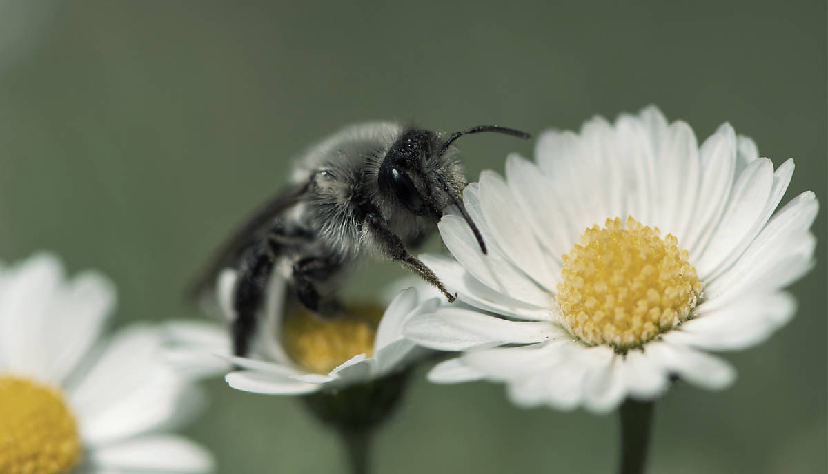 Eine Wildbiene auf einer weißen Blüte