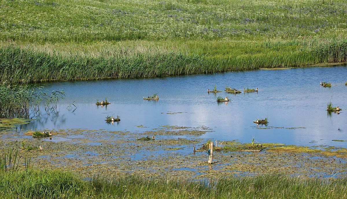 Schwimmende Nishtilfen für Trauerseeschwalben