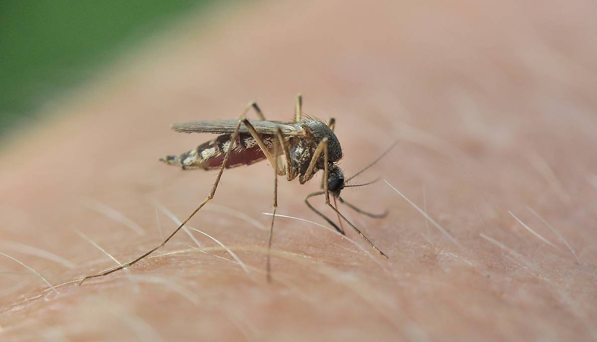 Mücke beim Stechen auf menschlicher Haut