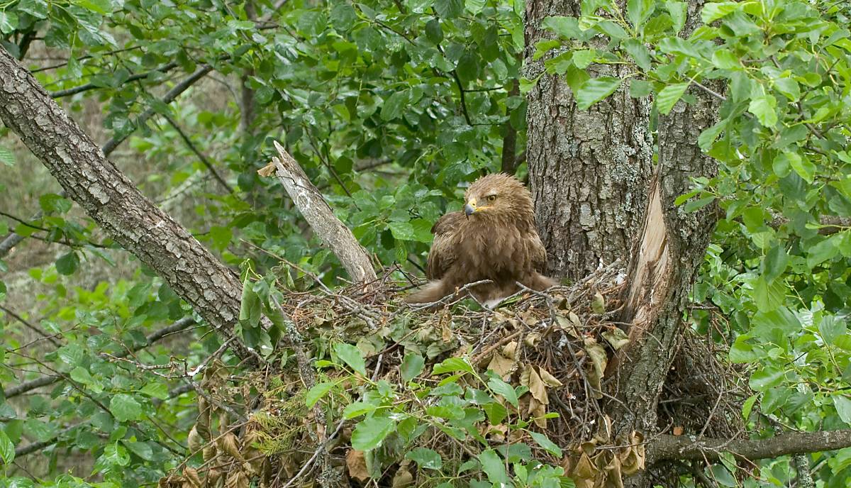 Schreiadler-Weibchen in Lettland sitzend im Nest