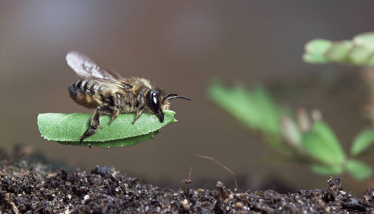 Blattschneiderbiene auf Blatt