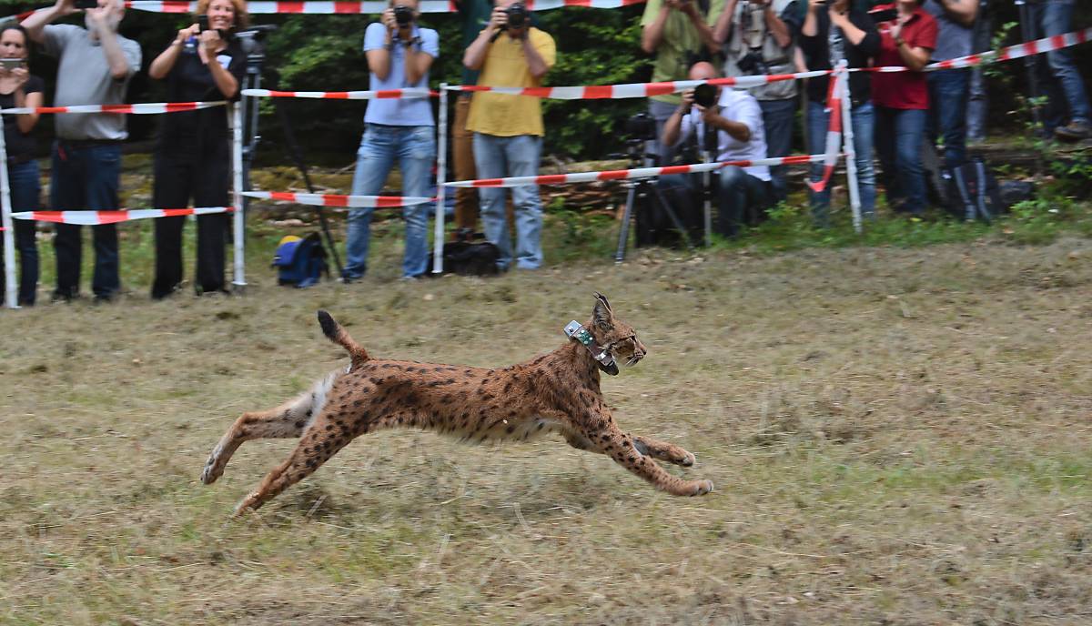 Luchs-Luna-Auswilderung-im-Pfaelzerwald