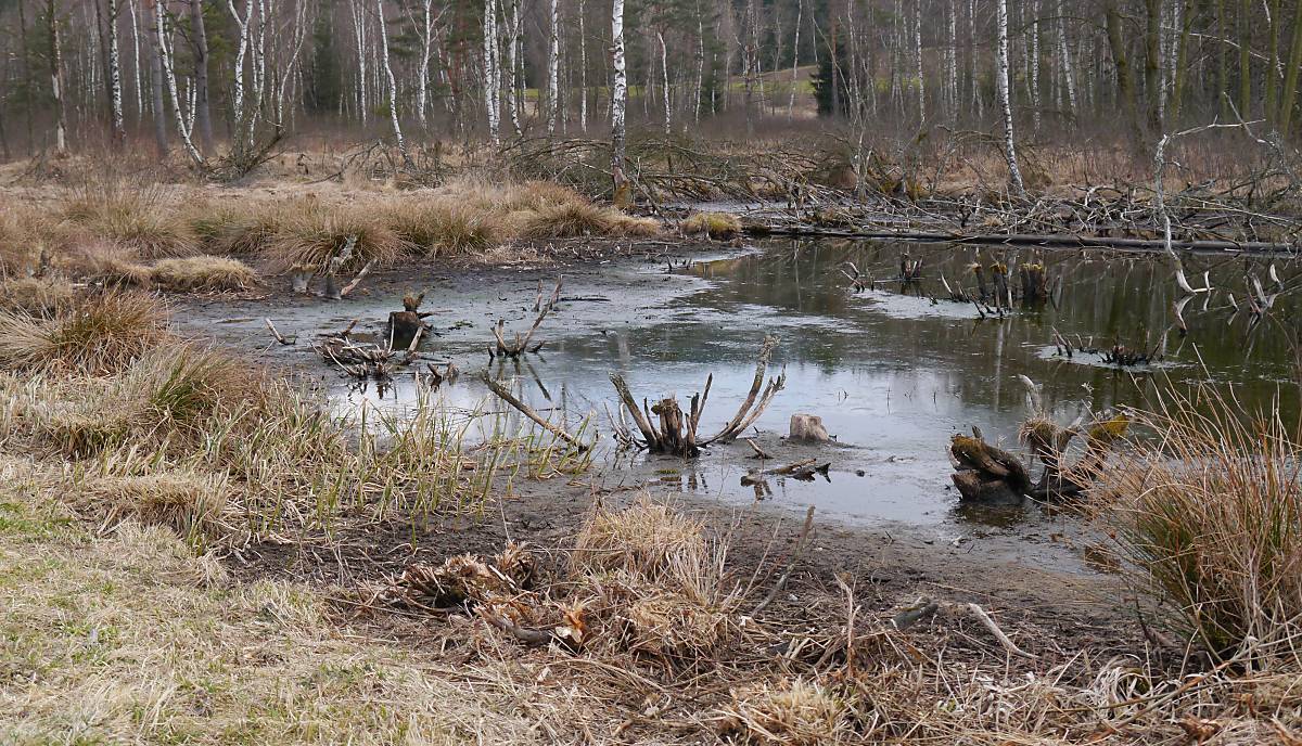 niedriger Wasserstand im Hochmoor