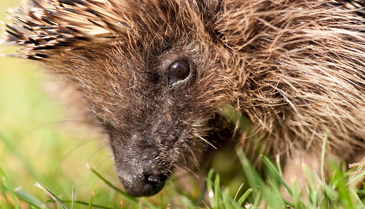 Igel-im-Gras