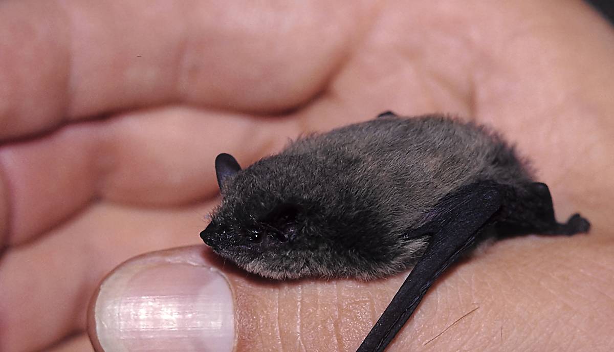 Zwergfledermaus auf Hand - Foto: piclease / Günter Hahn DE