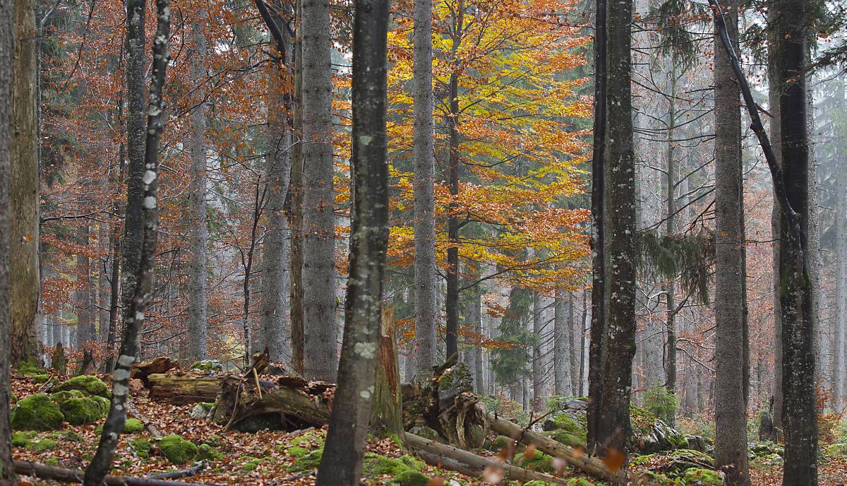 fullscreenheader_4000x2500_blog_wald