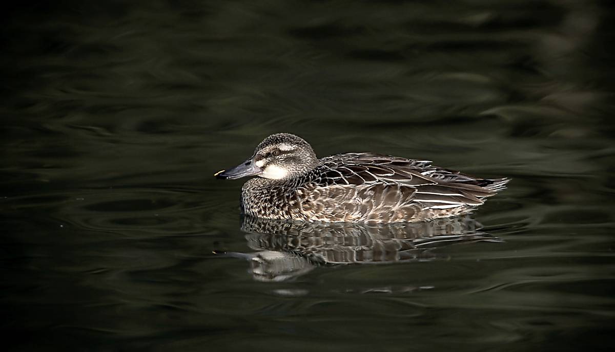 Ente-auf -Teich