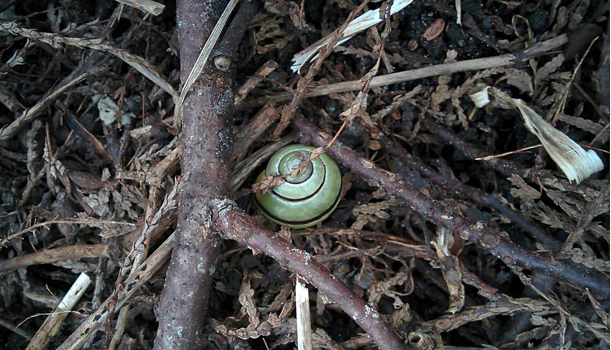 fullscreenheader_blog-gartenschnecke