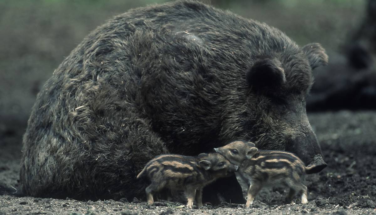 wildschwein-mit-frischlingen