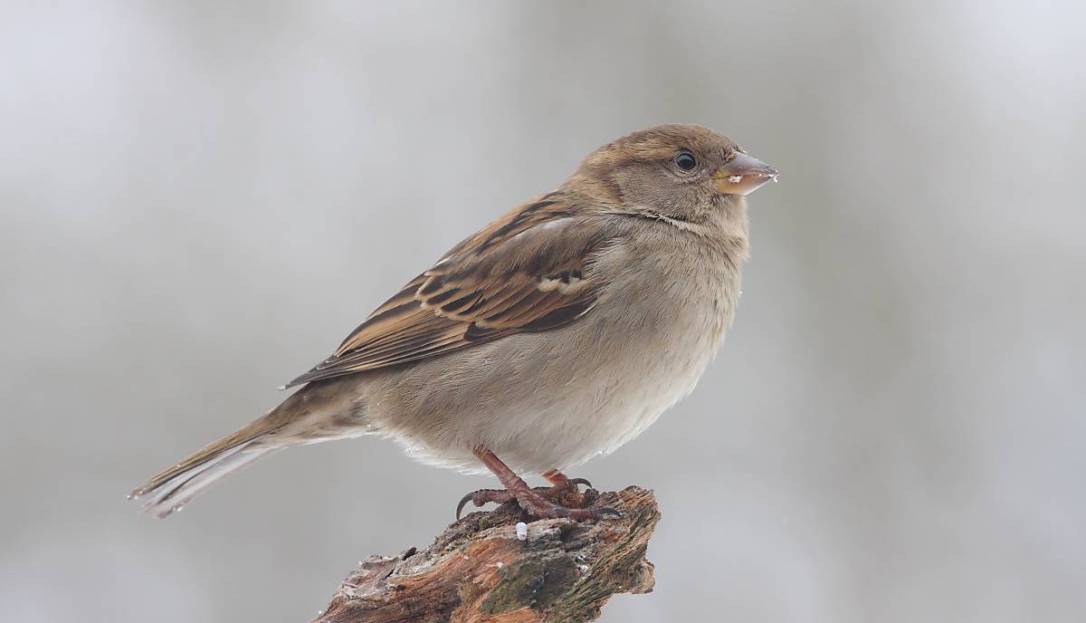 Spatz Weibchen