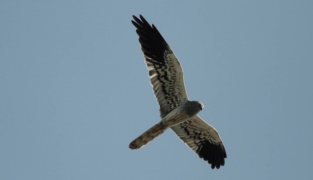 männliche Wiesenweihe im Flug