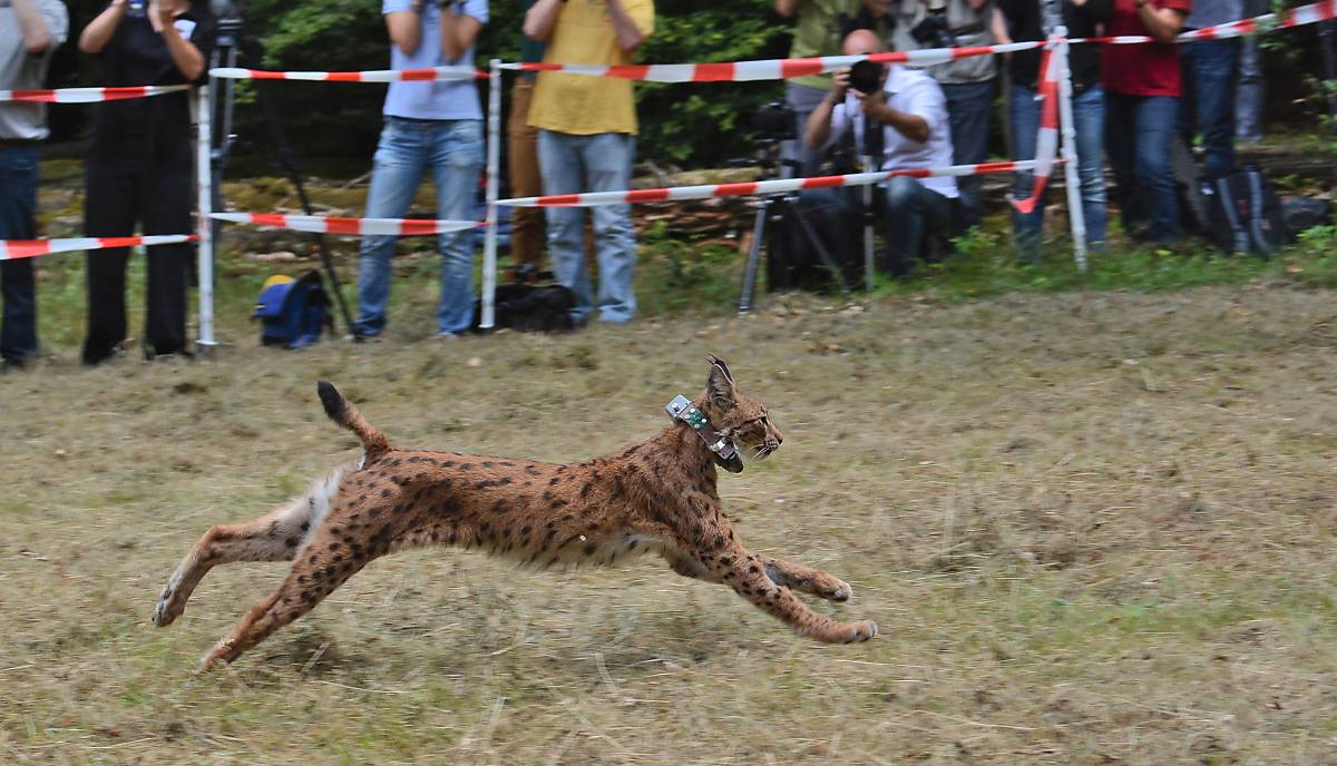 Luchs Luna, Luchs-Patenkind der Deutschen Wildtier Stiftung