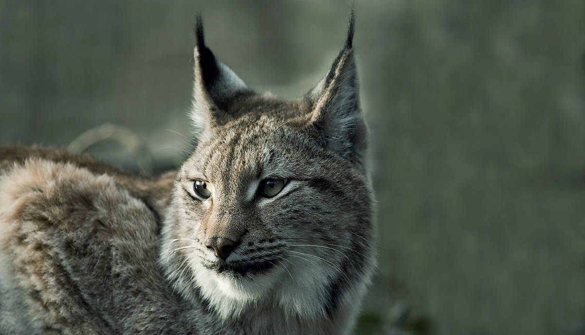 Luchs in freier Wildbahn