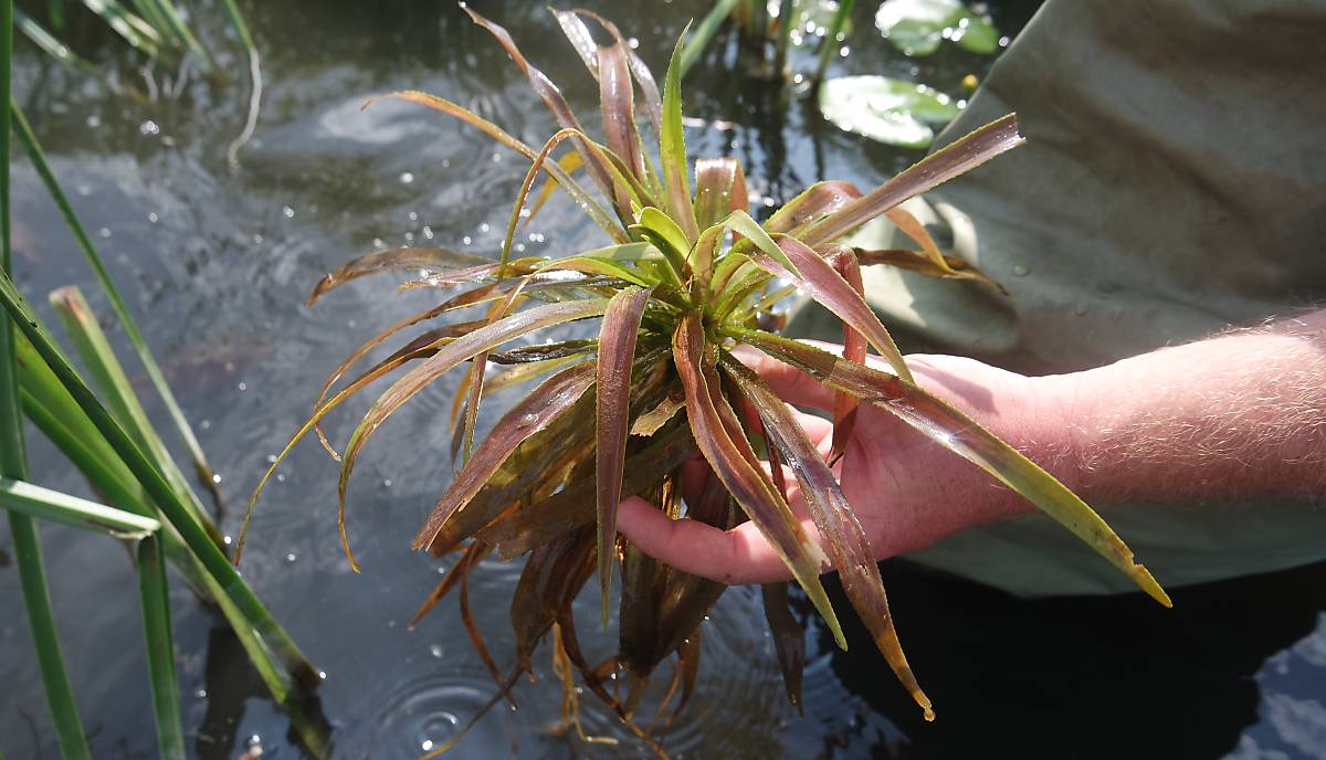 seltene Krebsschere vom Hinterwiesenweiher