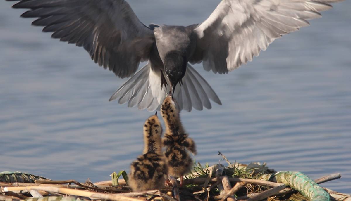 Trauerseeschwalben-Küken werden mit Fisch gefüttert