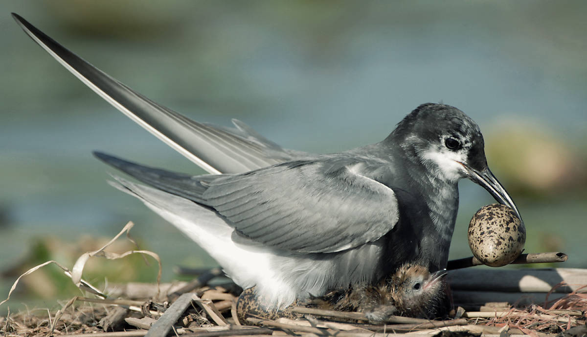 Trauerseeschwalbe mit Küken auf künstlicher Brutinsel