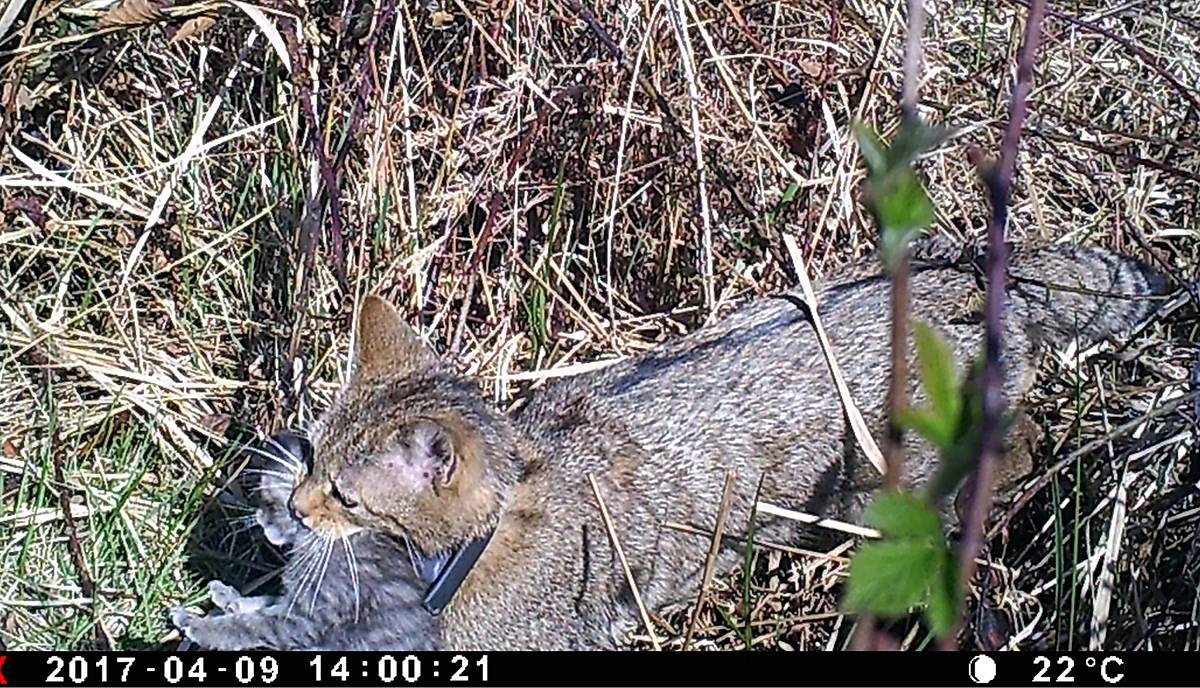 Umtragen einer jungen Wildkatze durch das Muttertier