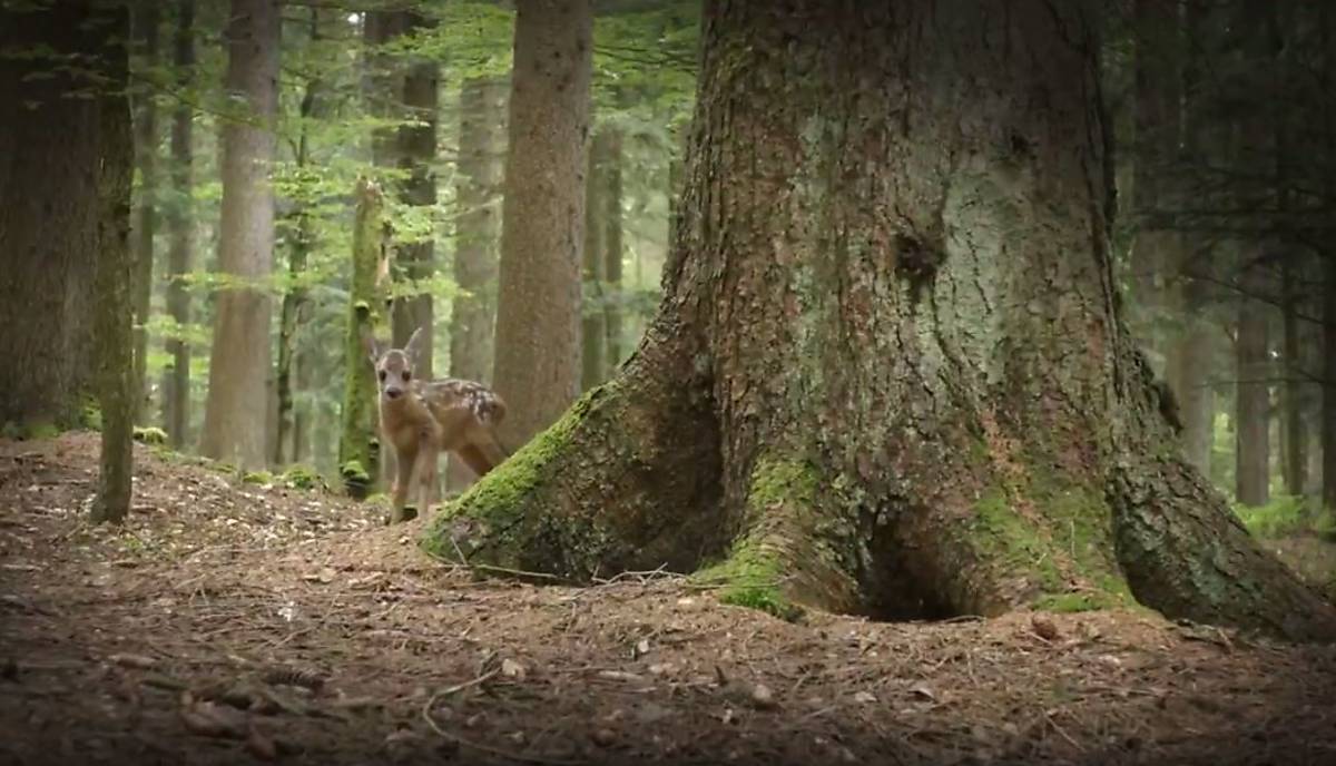 trailer-die-wahre-geschichte-von-bambi