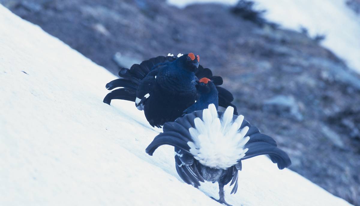 Birkhühner werden in Deutschland immer seltener. Foto: Peter Schild