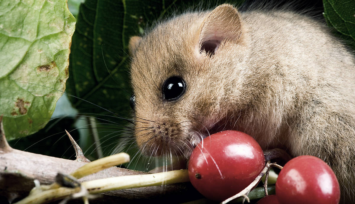 haselmaus-spenden_teaser_m_alle