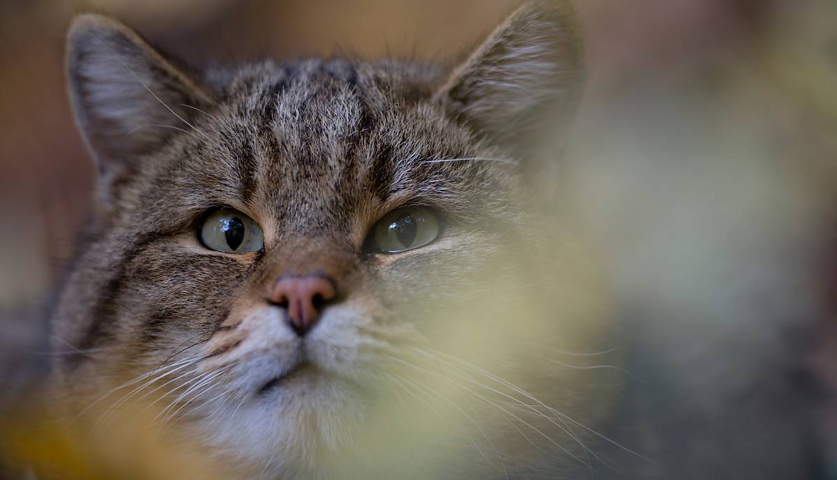 blog_tier-des-jahres-wildkatze_fullscreenheader_1