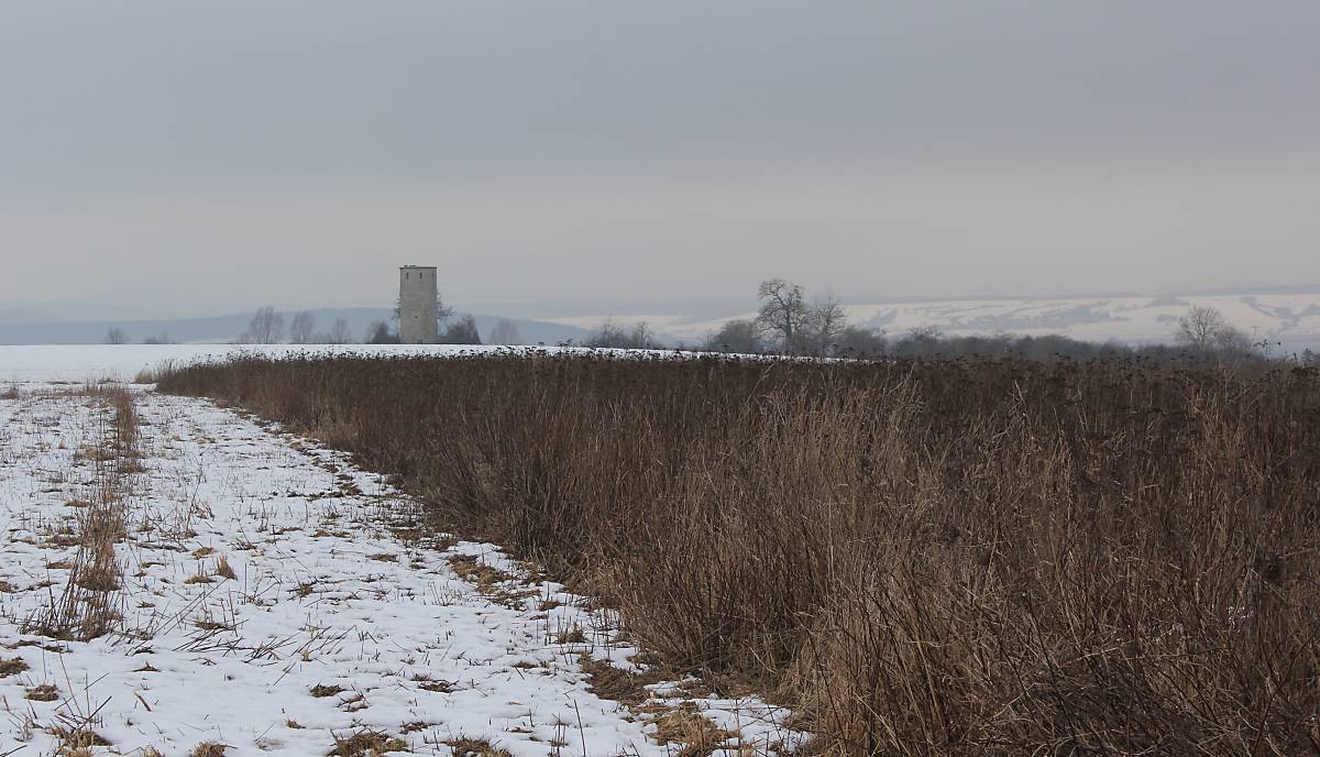 Winterlebensraum für Rebhühner und andere Feldvögel in der Nähe bei Göttingen